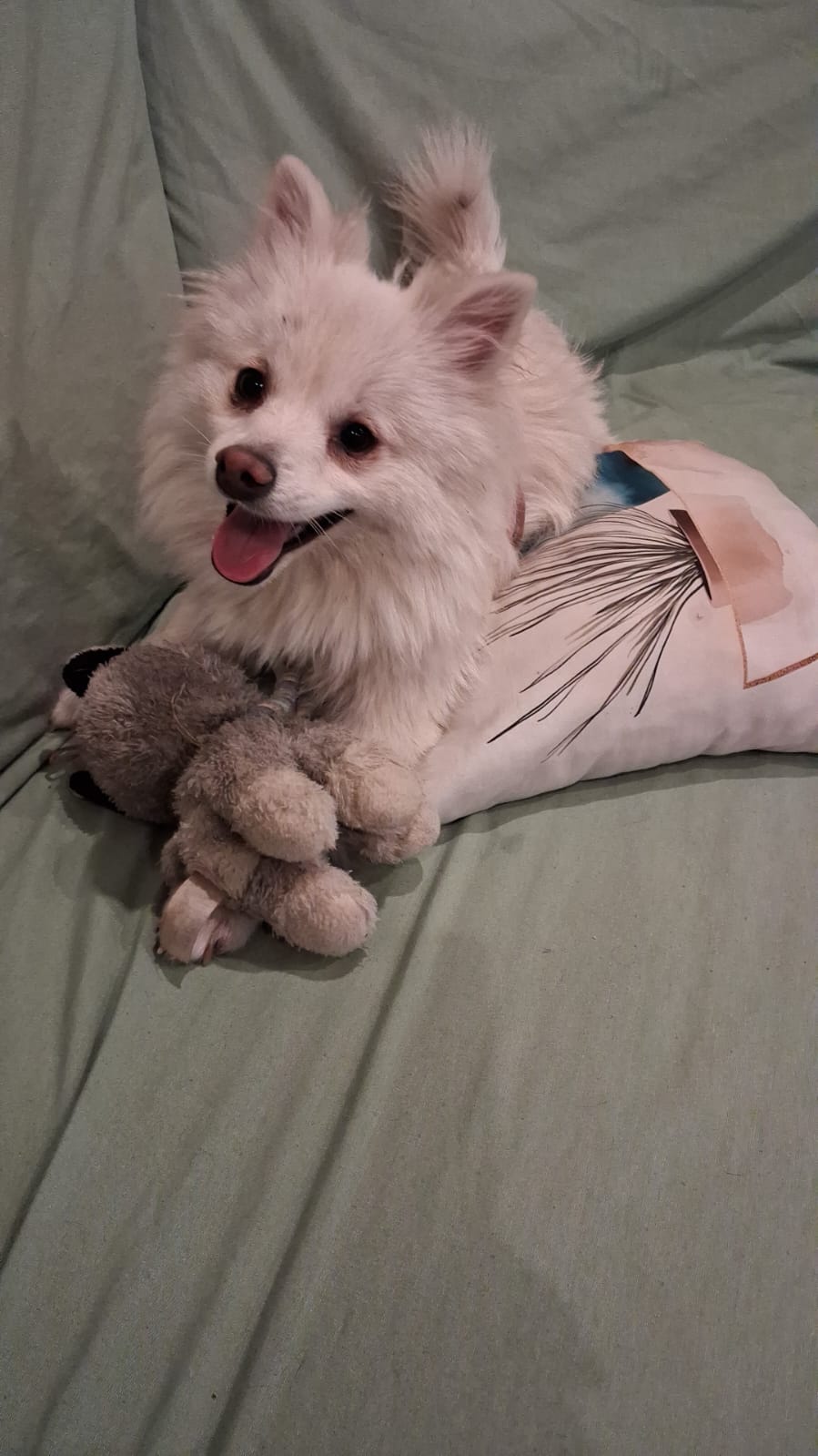 Busco familia especial para este Spitz Alem�&iexcl;n, en Guadalajara